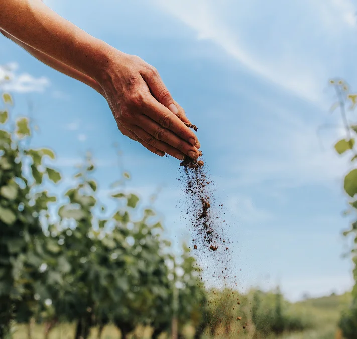 Expression du vin Malbec