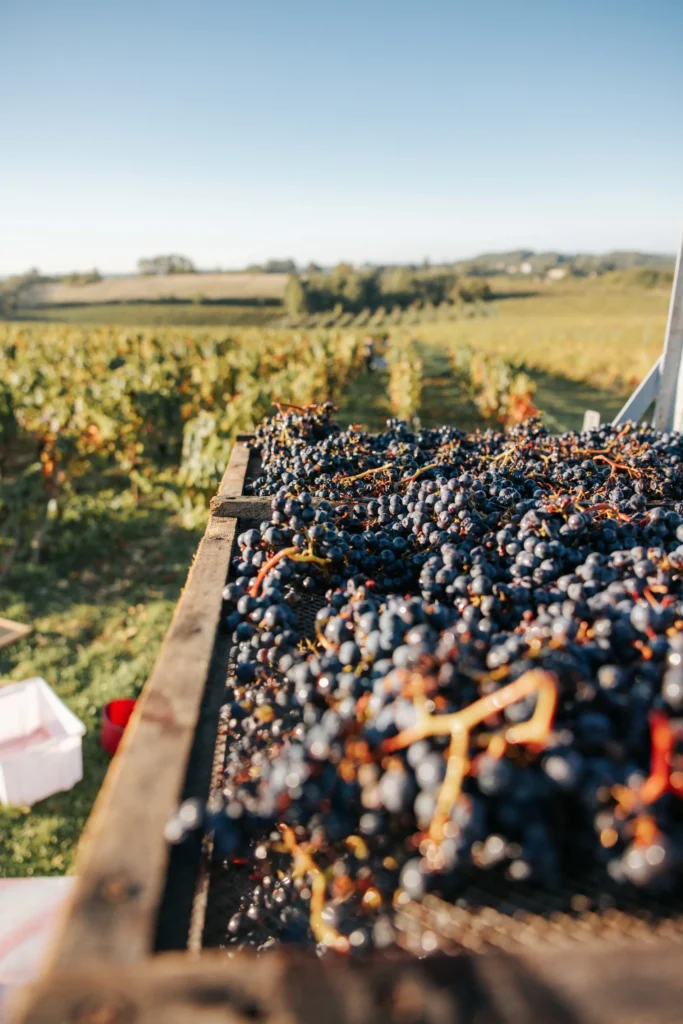 NEW BLACK WINE image 3 scaled
