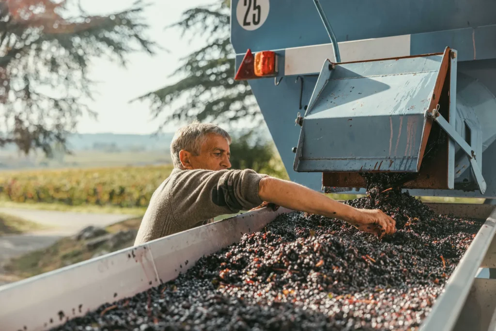 NEW BLACK WINE image 4