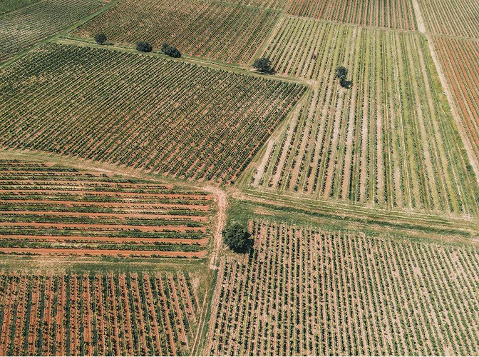 terroir de la Famille Baldes